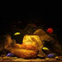 10/20pcs Natural Olive Leaves For Aquarium, Regulate PH, Suitable For Betta & Tropical Fish - Multicolor - View 5