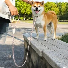 Medium-Large Dog Leash, Universal Safety Buckle Dog Collar & Leash Set, Anti-Pull Walk - Multicolor - View 7