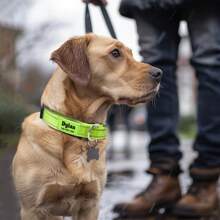 1Pc Personalised Dog Collars,Reflective Nylon Collar Customised With Name And Phone Number,4 Adjustable Sizes For Small Medium Large Dogs, Custom Pink,Red,Green,Blue,Black Dog Collar Personalised - Blue - View 5