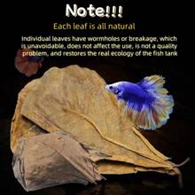 10/20pcs Natural Olive Leaves For Aquarium, Regulate PH, Suitable For Betta & Tropical Fish - Multicolor - View 6