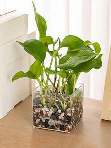 1pc  Transparent Plastic Square Vase, Hydroponic Plant Container For Home, Office, Dining Room Decor - Transparent - View 5