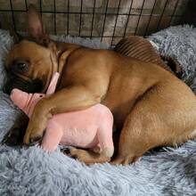 1 件可爱猪设计宠物磨牙吱吱作响毛绒玩具，狗狗咀嚼玩具互动用品