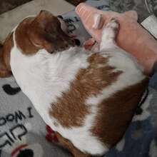 1 件可爱猪设计宠物磨牙吱吱作响毛绒玩具，狗狗咀嚼玩具互动用品