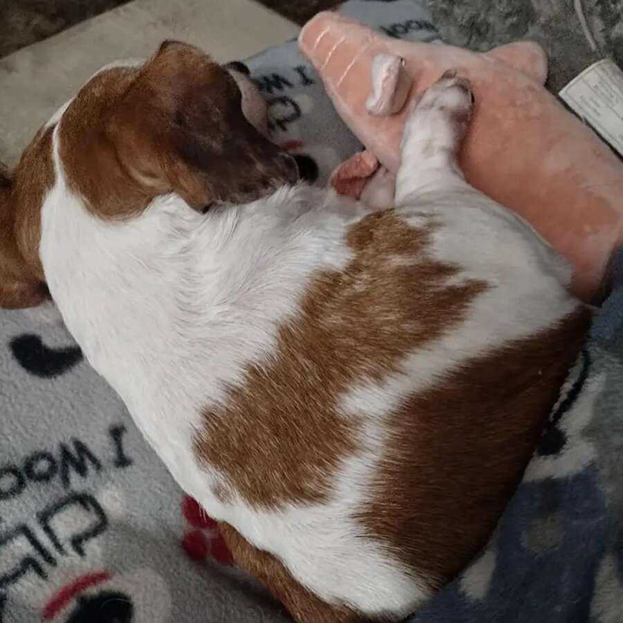 1 件可爱猪设计宠物磨牙吱吱作响毛绒玩具，狗狗咀嚼玩具互动用品