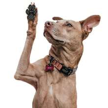 4 Packs Dog Anti Slip Paw Grips Traction Pads Dog Paw Protection Stickers With Stronger Adhesive For Hard Floor Or Injuries