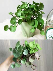 1 cây mọng nước bằng cao su mềm, cây tiền Trung Quốc mô phỏng & lá cọ đỏ, lá nhân tạo cây tiền Trung Quốc, không bao gồm chậu, cây xanh trang trí nhà cửa, trang trí bàn làm việc, ngày lễ tình nhân, quà tặng sinh nhật tốt nghiệp trở lại trường trang trí phòng học đồ dùng học tập - cây đồng - Xem 1