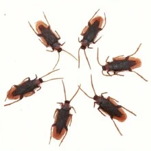 Funny Prank Toy Fake Cockroach, Novelty Realistic Cockroach Insect Toy Joke, Tricky Creepy Horrible Gag Gifts, Party Favors, Holiday Gifts, Halloween Party Supplies Fall Autumn,Christmas