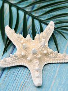 Conch Seashell Starfish Decoration Pieces For Wall Or Floor, Mediterranean Style - Multicolor - View 2