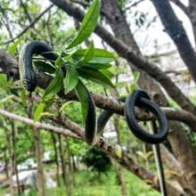 1個創意仿真蛇軟橡膠玩具玩笑驚嚇工具，適用於派對、減壓、惡作劇和娛樂 - 彩色 - 查看 3