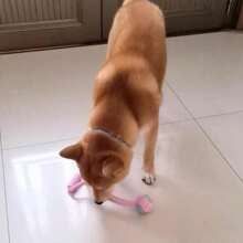 5 piezas Juego de cuerdas para masticar para perros, bola de cuerda juguete para gato y perro, palitos y juguetes para masticar para cachorros, suministros para mascotas pequeñas - Rosa - Ver 2