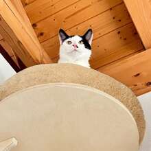 Wall Mounted Cat Shelves And Perch, Soft Cat Hammock, Solid Wood Cat Bridge, Stable Cat Wall Furniture For Climbing, Playing, Resting, Max Load 12kg (26lb) - Apricot - View 4