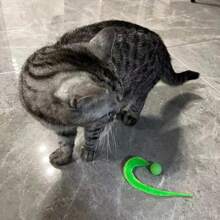 Pet Toy Rainbow Plush Worm Bouncy Ball