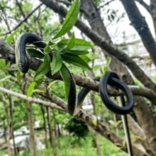 1pc Realistic Rubber Large Green Snake Toy, 80cm Soft TPR Trick Joke Snake Prop - Multicolor - View 7