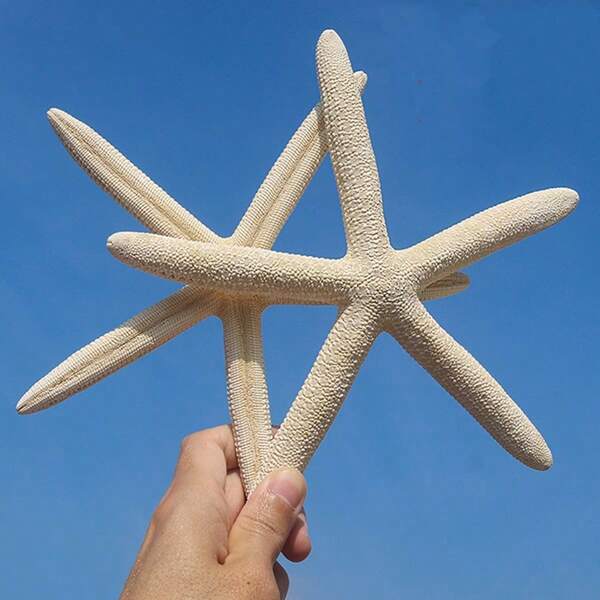 2 piezas Conchas de mar grandes y estrellas de mar de cinco dedos - Especímenes mediterráneos Pegatinas decorativas para pared y estantes del hogar