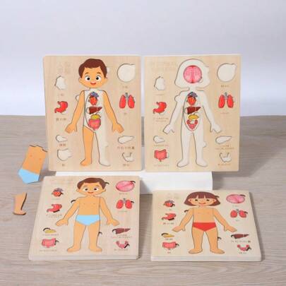 1pc Wooden Human Anatomy Puzzle Model, Educational Toy For Infant And Toddler, Learning Self-Awareness Of Body Organs