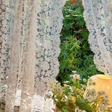 1 pieza Cortina de gasa bordada beige vintage francesa, para sala de estar, cocina, cafetería, con borde de encaje ondulado, cortina divisoria de estilo europeo, sin incluir la barra de cortina