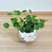 仿铜币草和秋海棠叶盆栽植物壁挂人造装饰 - 綠色 - 查看 3