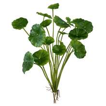 仿铜币草和秋海棠叶盆栽植物壁挂人造装饰 - 綠色 - 查看 6