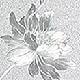 Frosted Hibiscus