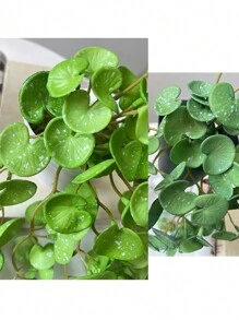 1 cây mọng nước bằng cao su mềm, cây tiền Trung Quốc mô phỏng & lá cọ đỏ, lá nhân tạo cây tiền Trung Quốc, không bao gồm chậu, cây xanh trang trí nhà cửa, trang trí bàn làm việc, ngày lễ tình nhân, quà tặng sinh nhật tốt nghiệp trở lại trường trang trí phòng học đồ dùng học tập - cây đồng - Xem 8