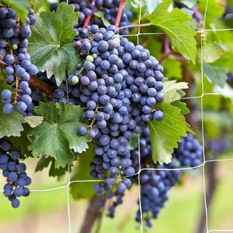 1pc Plant Climbing Nets, Planting Supplies & Tools, Loofah Morning Glory Vine Plant Climbing Nets Cucumber Vine Planting Rack Lattice Nets, Gardening Supplies, Plant Support Structures, Gardening Nets For Climbing Plants, Vegetables, Fruits & Flowers