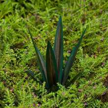 Metall Agave künstliche Tequila Landschafts-Skulptur, DIY Metall Agave Pflanze Heim-Dekoration, ländlicher handbemalt Stil