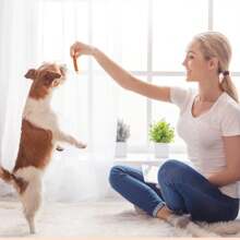 Nobleza - Snacks para Perros - Chips de Bacalao Enrollados con Pollo - Chuches Natural para Perros - Golosinas para perro - Premios y Recompensas para perros - L10 cm, 6 bolsas x 80 gr