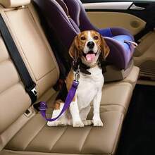 Correa de seguridad retráctil para mascotas para sacar a pasear gatos y perros
