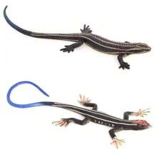 1pc Realistic Wild Animal Lizard Model - Iguana, Basilisk, Chameleon Static Solid Decor Toy, Hand-Painted Color May Vary, Random Delivery - Multicolor - View 6