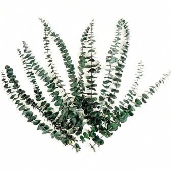 12pcs Dried Eucalyptus For Shower Hanging 17'' Real Preserved Eucalyptus Stems Green Home Decor Bathroom Shower Decor, Wedding, DIY Gifts Birthday Graduation