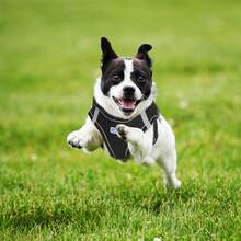 Nobleza - Arneses tipo chaleco para perros, Arnés Deportivo para Perros Sin Tirón Malla Suave Reflexivo y Transpirable Arnés y Juego de Cables Ajustable, Viene con Una Correa de Perro Gratis, Negro L - Negro - Ver 8