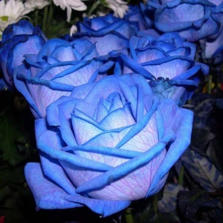 BLUE ROSEです 25 Rare Seed Blues Blue Rose Seeds Perennial Authentic Seeds