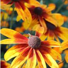 Gloriosa Daisy Seeds (Assorted) TOPSEED - 杏色 - 查看 7