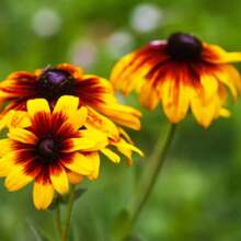 Gloriosa Daisy Seeds (Assorted) TOPSEED - 杏色 - 查看 5