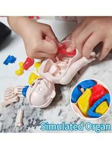 14 件人体解剖器官结构模型，儿童早期教育玩具，科学认知玩具，DIY 组装 STEAM 医疗玩具 - 彩色 - 查看 1