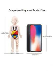 14 件人体解剖器官结构模型，儿童早期教育玩具，科学认知玩具，DIY 组装 STEAM 医疗玩具 - 彩色 - 查看 4