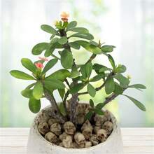 20 Mảnh Đồ Trang Trí Đầu Lâu Bằng Nhựa Mini, Bộ Đầu Lâu, Tượng Đầu Lâu Đầu Lâu Thu Nhỏ, Trưng Bày Đầu Lâu Bằng Nhựa Chủ Đề Halloween, Đầu Lâu Trang Trí, Phụ Kiện Sân Vườn Chậu Hoa Pavers Trang Trí Cảnh Quan Ngoài Trời, Thích Hợp Cho Đạo Cụ Halloween Thủ Công Quầy Bar Trang Trí Bàn Nhà Phụ Kiện Sân Vườn - Nhiều màu - Xem 11