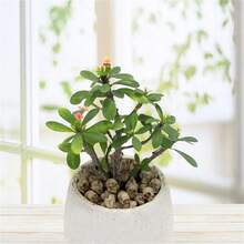 20 Mảnh Đồ Trang Trí Đầu Lâu Bằng Nhựa Mini, Bộ Đầu Lâu, Tượng Đầu Lâu Đầu Lâu Thu Nhỏ, Trưng Bày Đầu Lâu Bằng Nhựa Chủ Đề Halloween, Đầu Lâu Trang Trí, Phụ Kiện Sân Vườn Chậu Hoa Pavers Trang Trí Cảnh Quan Ngoài Trời, Thích Hợp Cho Đạo Cụ Halloween Thủ Công Quầy Bar Trang Trí Bàn Nhà Phụ Kiện Sân Vườn - Nhiều màu - Xem 12