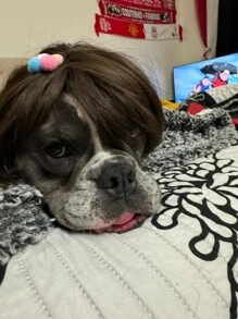 Peruca engraçada de cachorro para cães pequenos, médios e grandes com flor de cabeça grátis, fantasia de animal de estimação aparável para decoração de Halloween, Natal e festas - Multicolorido - Visão 4