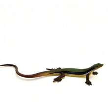 1pc Realistic Wild Animal Lizard Model - Iguana, Basilisk, Chameleon Static Solid Decor Toy, Hand-Painted Color May Vary, Random Delivery - Multicolor - View 15