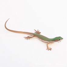 1pc Realistic Wild Animal Lizard Model - Iguana, Basilisk, Chameleon Static Solid Decor Toy, Hand-Painted Color May Vary, Random Delivery - Multicolor - View 19