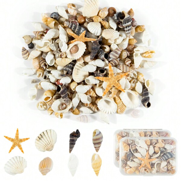 1 boîte Variété de mini coquillages de mer naturels mixtes, décoration de plage pour artisanat et projets créatifs, remplissage de bocal à poissons et décoration de vase