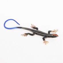 1pc Realistic Wild Animal Lizard Model - Iguana, Basilisk, Chameleon Static Solid Decor Toy, Hand-Painted Color May Vary, Random Delivery - Multicolor - View 14