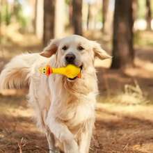 Colección de juguetes para masticar perros con sonido, accesorios de cuidado dental para limpieza y pulido de dientes, sin batería requerida