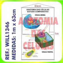 Pedagogical Banner Cell Anatomy Plant Animal Ref. Will1346 School Educational Panel, Poster For Use By Teachers In The Classroom. - 均碼 - 查看 3