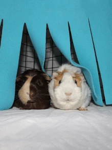 1pc Dutch Pig Fringe Corner House Escape Tent Nest Pet Hide House Small Pet Hide House Hamster Hammock Comfortable Isolation Shelter - Multicolor - View 2