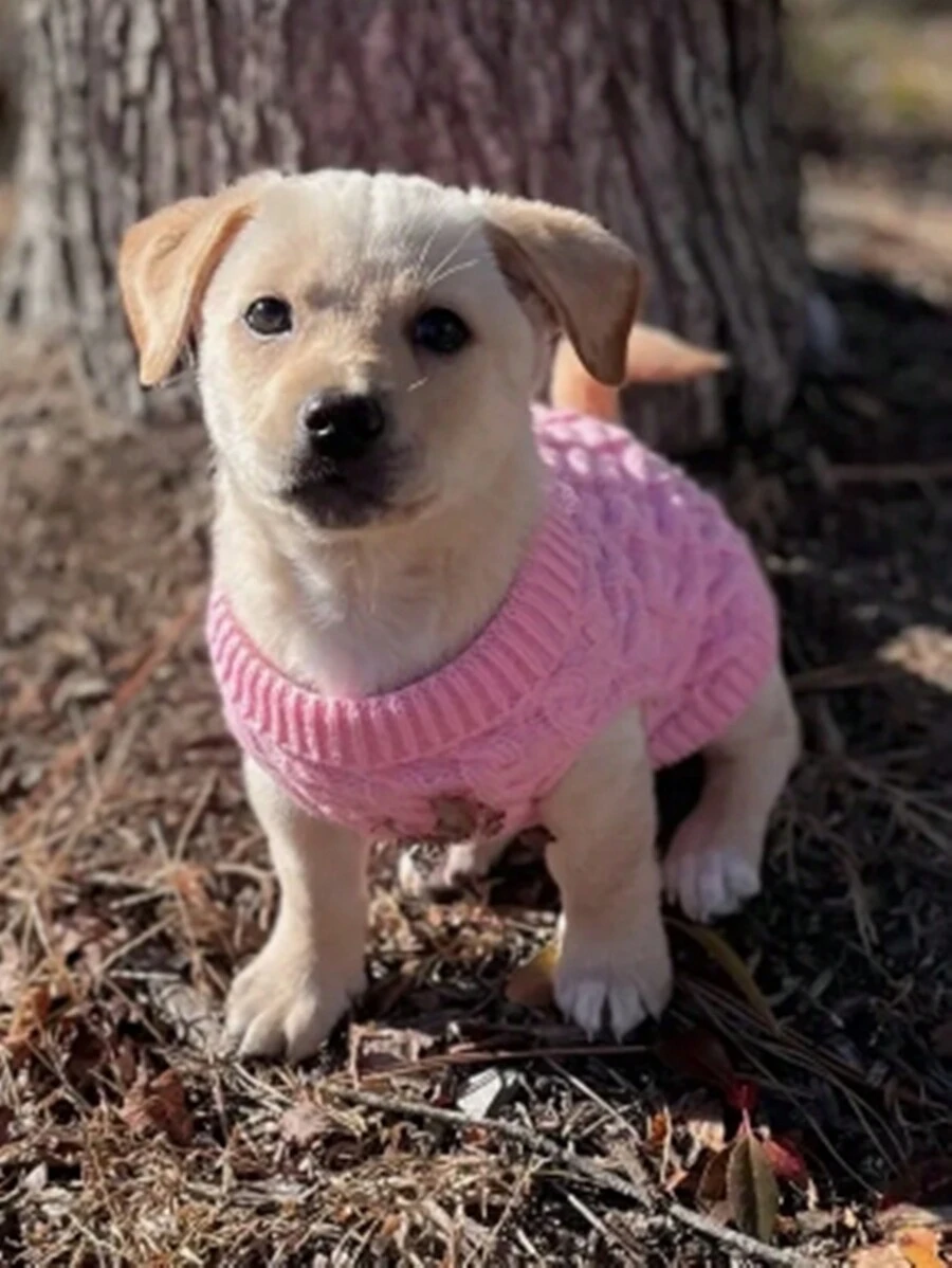 1pc Pet Knitted Twisting Cable Sweater, Solid Color, Warm Winter Clothing For Pets - Pink - View 1