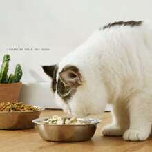 优质不锈钢宠物碗，易于清洁的猫食和狗食碗内衬 - 銀色 - 查看 5