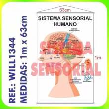 School Educational Pedagogical Banner Sensory System Ref.Will1344, School Educational Panel, Poster For Teacher Use In The Classroom. - 均碼 - 查看 3