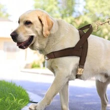 Custom PU Laser Engraved Dog Chest Harness, Personalized Pet ID Chest Strap Anti-Lost